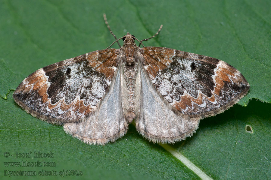 Dark Marbled Carpet Northern Dysstroma citrata