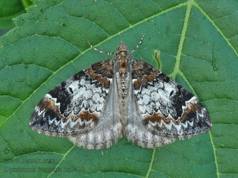 Jordbar-bladmaler Schimmelspanner Cidarie roussâtre Sidarie Chloroclysta truncata Dysstroma