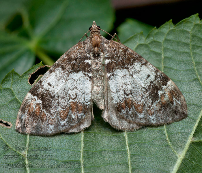 Paśnik obcinek Piadivka čučoriedková Dysstroma truncata Chloroclysta