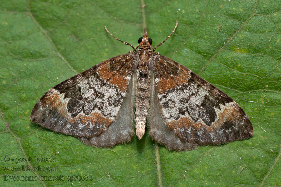 цидария разноцветная пяденица одноцветная Dysstroma truncata Chloroclysta