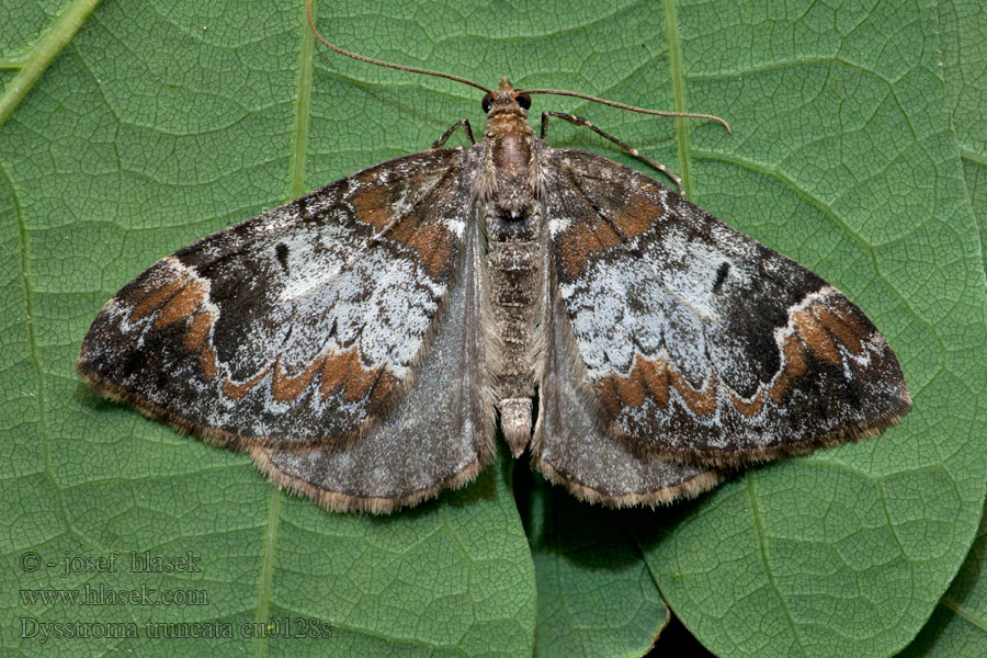 Dysstroma truncata Chloroclysta Winkelband-Blattspanner