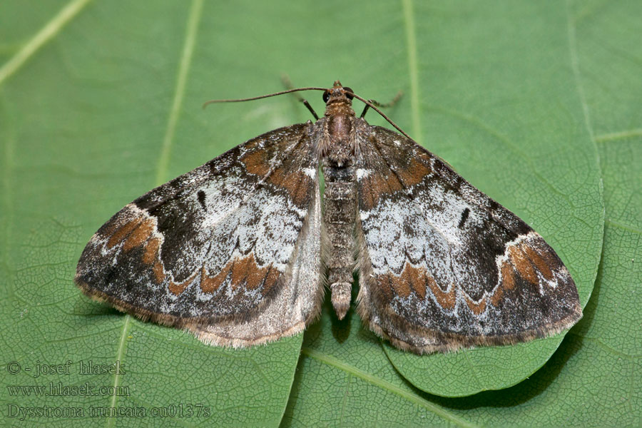 Dysstroma truncata Chloroclysta