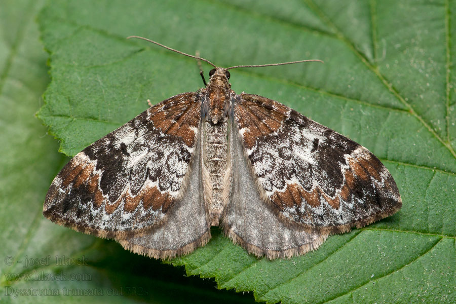 Dysstroma truncata Chloroclysta