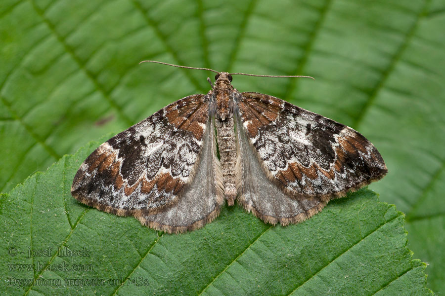 Dysstroma truncata Jordbar-bladmaler Schimmelspanner Cidarie roussâtre Sidarie