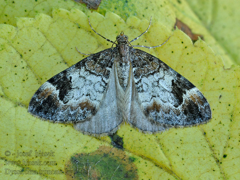 Dysstroma truncata Paśnik obcinek Piadivka čučoriedková