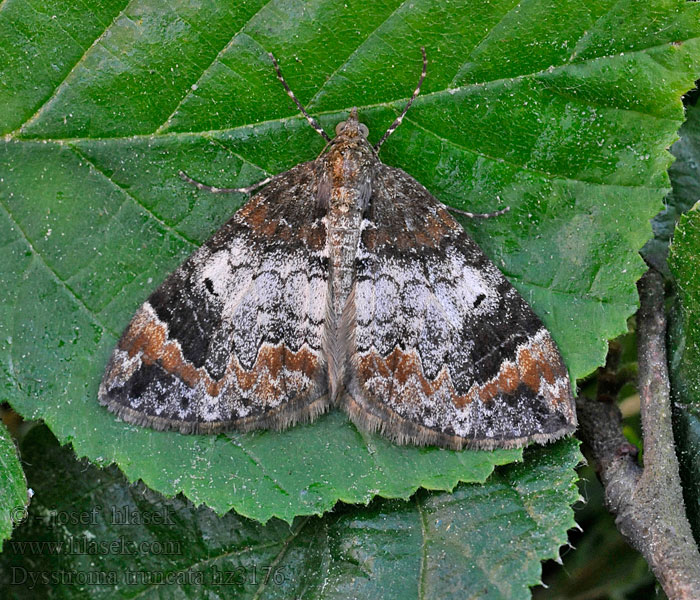 Dysstroma truncata Píďalka borůvková