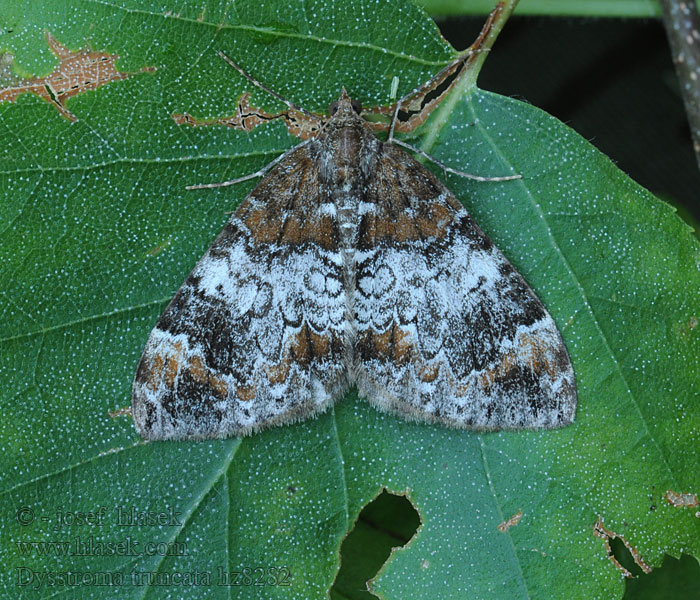 Dysstroma truncata Winkelband-Blattspanner