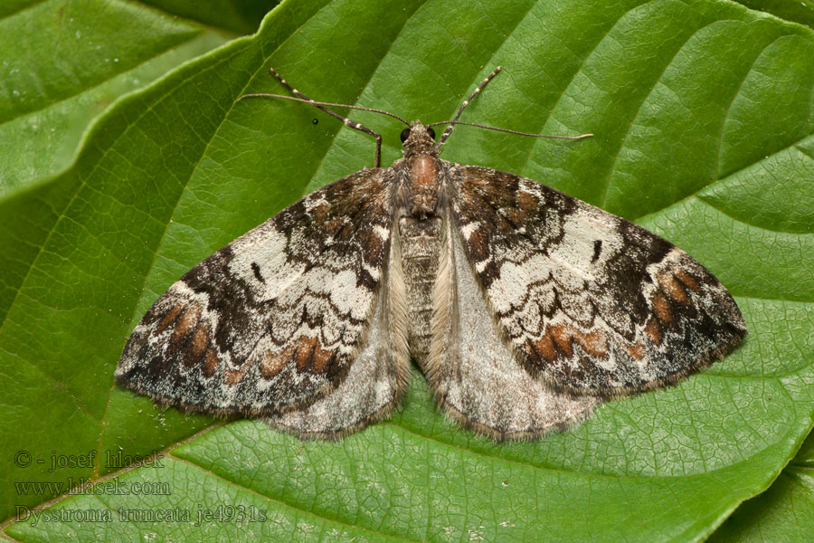 Chloroclysta truncata Dysstroma Common Marbled Carpet