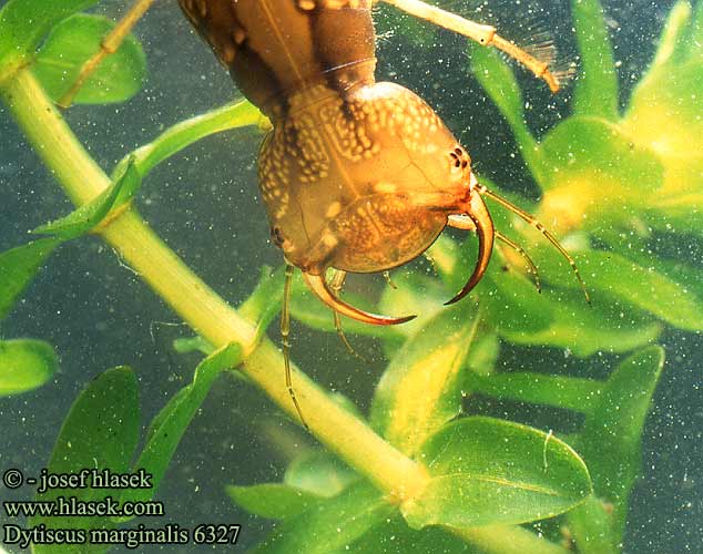 Dytiscus marginalis Geelgerande watertor Pływak żółtobrzeżek