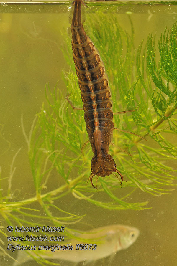 Gelbrandkäfer Dytiscus marginalis