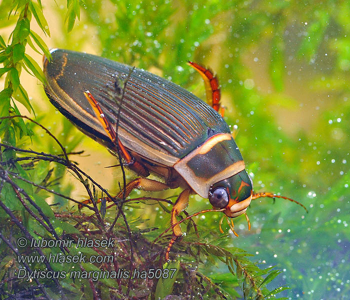 Keltalaitasukeltaja Dytiscus marginalis