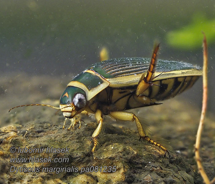 Sárgaszegélyű csíkbogár Dytiscus marginalis