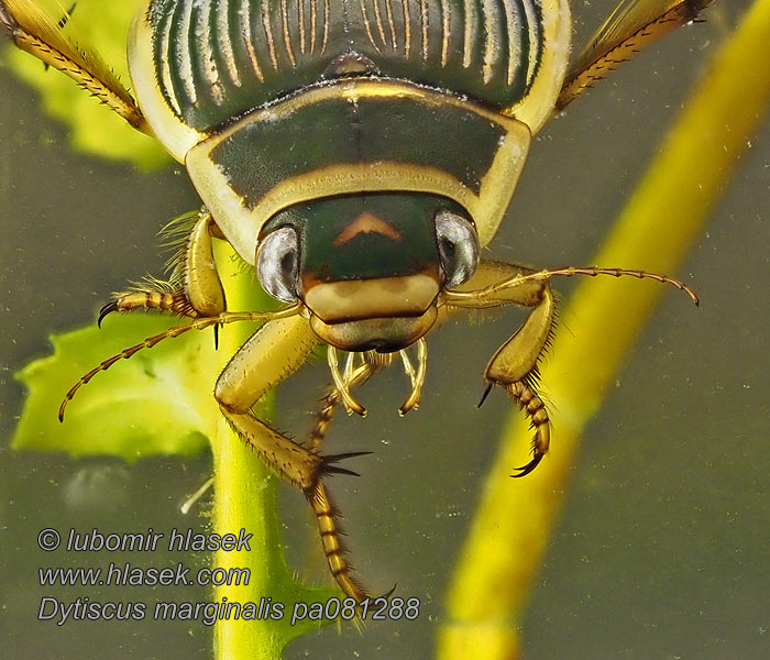 Geelgerande watertor Dytiscus marginalis