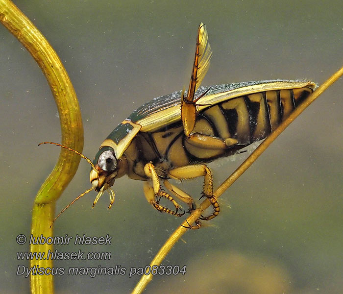 Pływak żółtobrzeżek Dytiscus marginalis