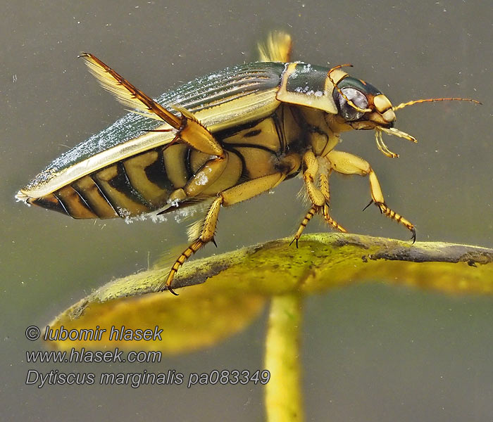 Окаймлённый плавунец Potápnik obrúbený Dytiscus marginalis