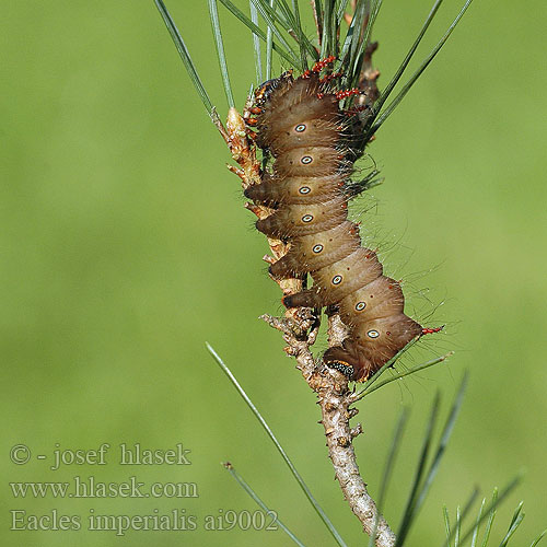 Eacles imperialis