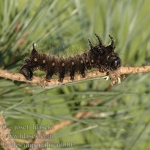 Eacles imperialis