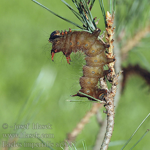 Eacles imperialis