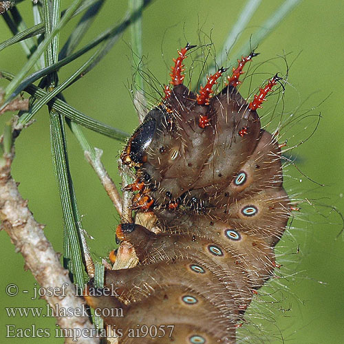 Eacles imperialis