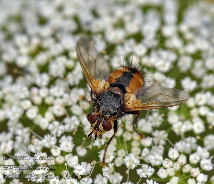 Echinomyia fera Tachina Kuklice červenonohá