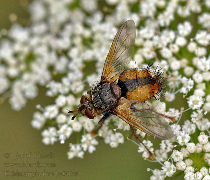 Echinomyia fera Tachina Igelfliege Ежемуха рыжая