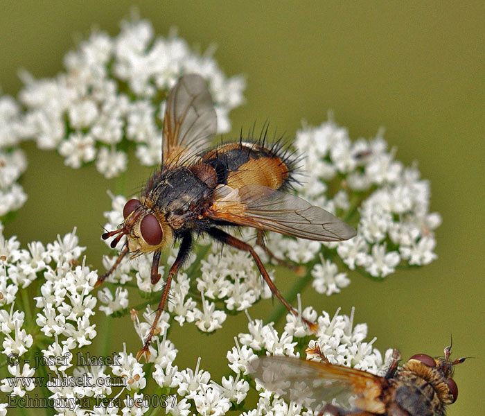 Echinomyia fera Tachina Kuklice červenonohá Közönséges fürkészlégy