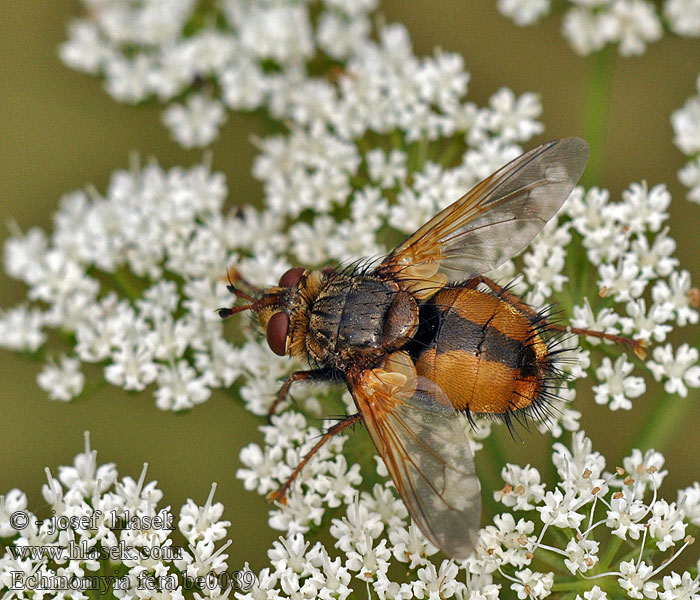 Kuklice červenonohá Tachina fera Echinomyia