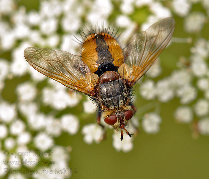 Igelfliege Rączyca rdzawa Tachina fera Echinomyia