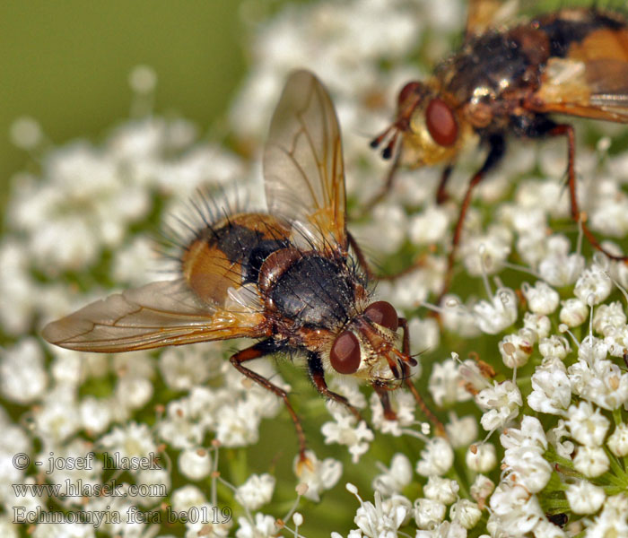 Echinomyia Tachina fera Kuklice červenonohá Igelfliege Ежемуха рыжая