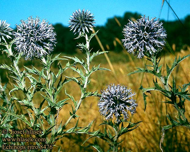 Echinops ritro Globe thistle Glat Tidselkugle Siperianpallo-ohdake