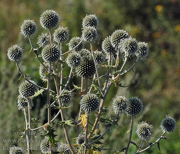 Echinops sphaerocephalus Bělotrn kulatohlavý Drüsenblättrige Kugeldistel