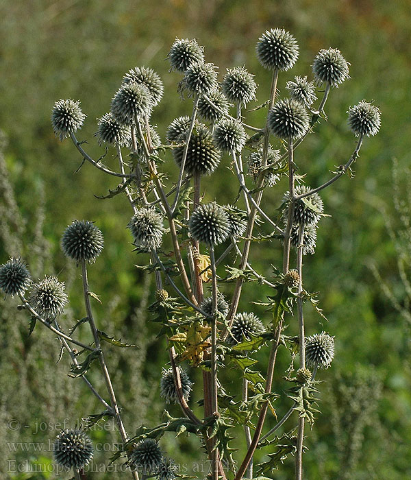 Great globe thistle Pale Przegorzan kulisty Oursin têtes rondes