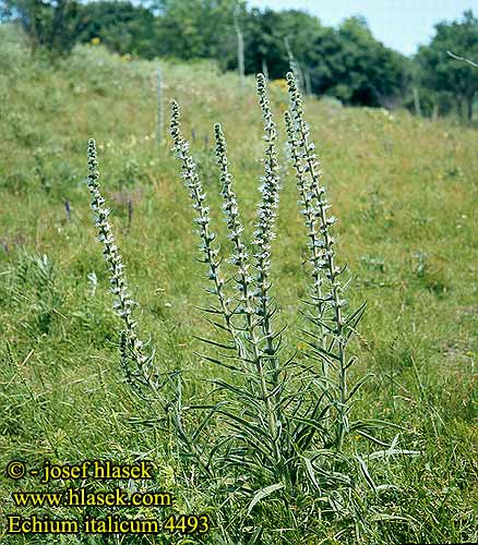 Echium italicum Italian Bugloss Vipérine d'Italie Viperina maggiore