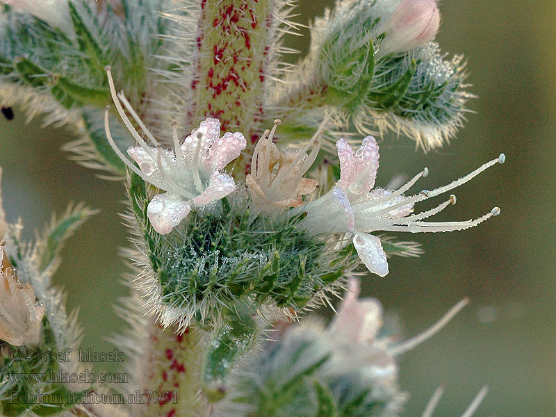 Синяк итальянский Echium italicum