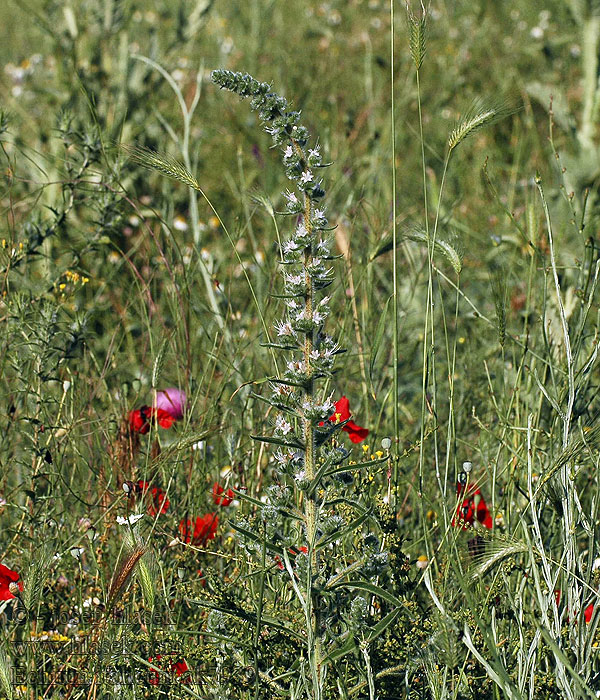 Italienischer Natternkopf Vipérine d'Italie Echium italicum