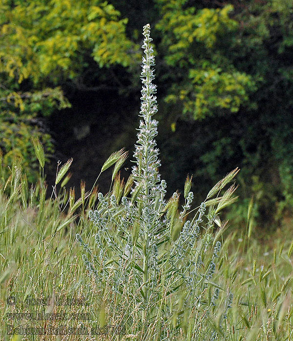 Hadinec italský Echium italicum