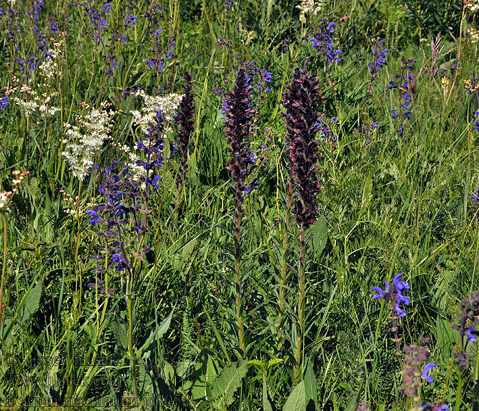 Hadinec červený Echium maculatum