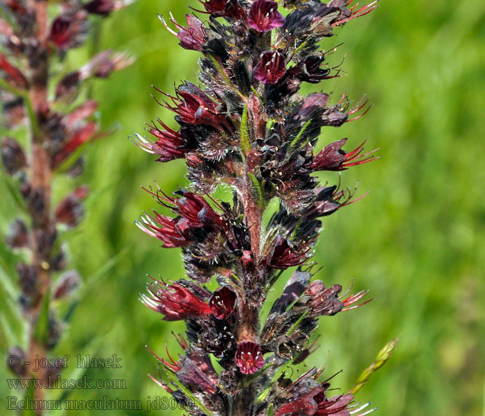 Rot-Natternkopf Russian bugloss Echium maculatum