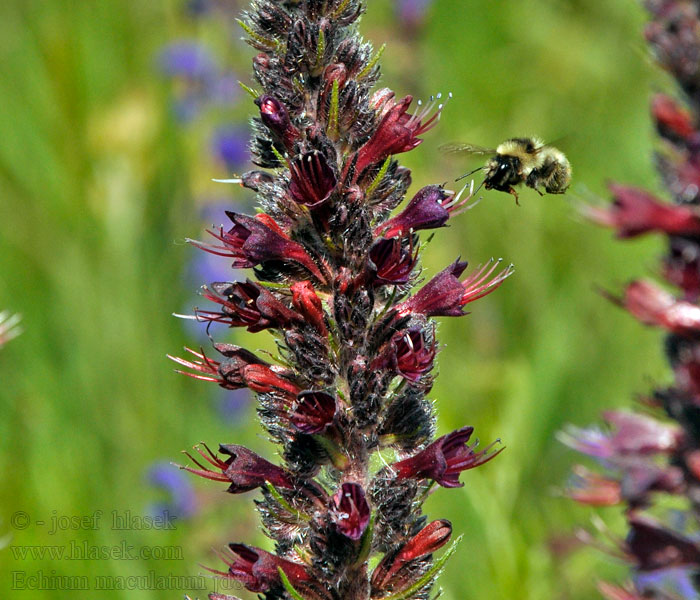 Żmijowiec czerwony Smohla červená Echium maculatum