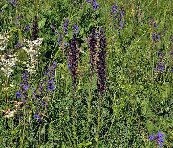 Piros kígyószisz Echium maculatum