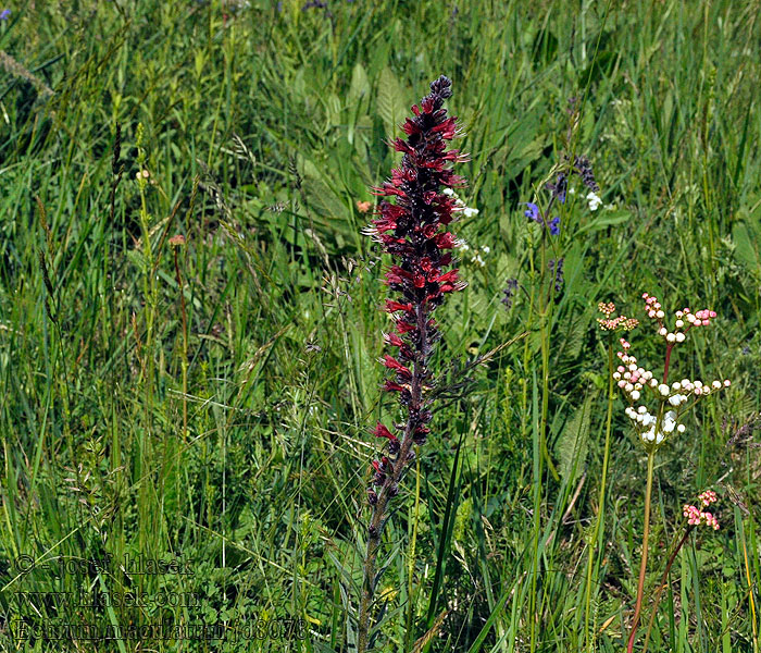 Синяк русский крaсный Echium maculatum