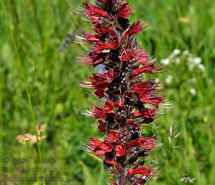 Echium maculatum