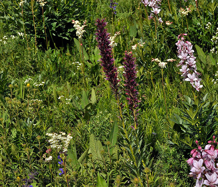 Echium maculatum Hadinec červený