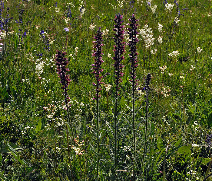 Echium maculatum Hadinec červený