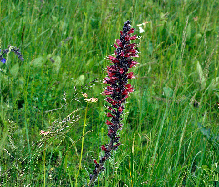 Echium maculatum Hadinec červený