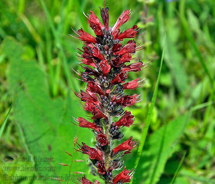 Echium maculatum Hadinec červený