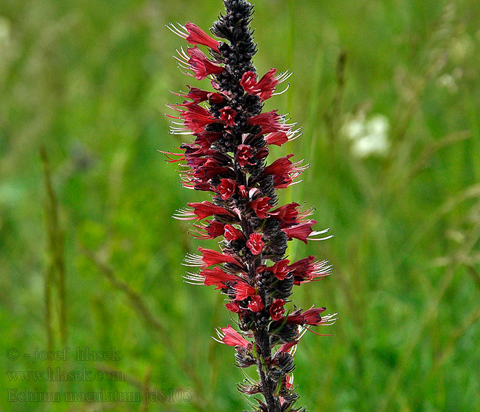 Echium maculatum Hadinec červený