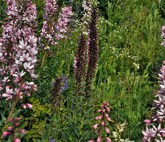 Echium maculatum Hadinec červený