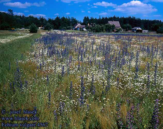 Echium vulgare Viper's Bugloss Blueweed Blue Devil Slangehoved