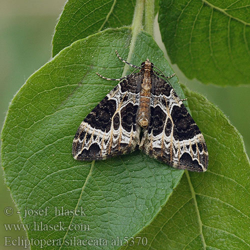 Horsmamittari Dueurt-bladmaler Marmerspanner Cidarie ochracée balsamine ヒメハガタナミシャク Ecliptopera silaceata